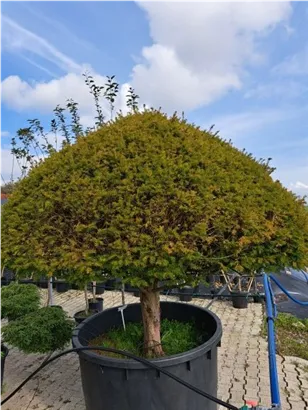 Kegel-Eibe - Taxus baccata 'Overeynderi'