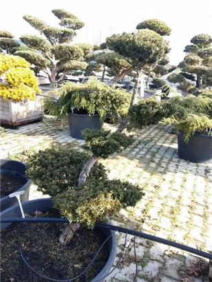 Japan.Zwergeibe - Taxus cuspidata 'Nana'