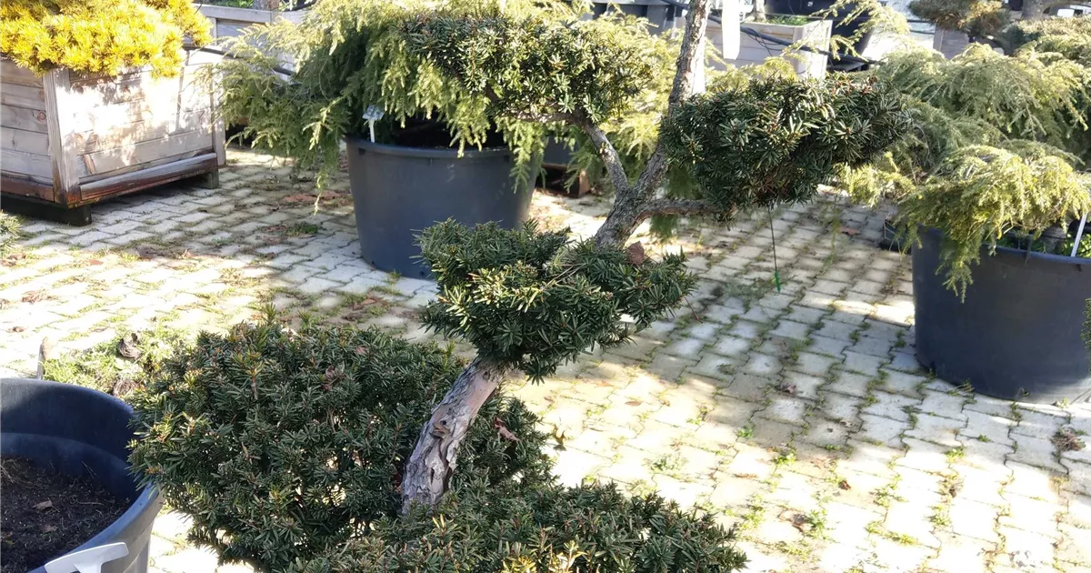taxus fastigiata aureomarginata gelbe Suleneibe - Taxus baccata Fas