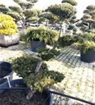 Japan.Zwergeibe - Taxus cuspidata 'Nana'