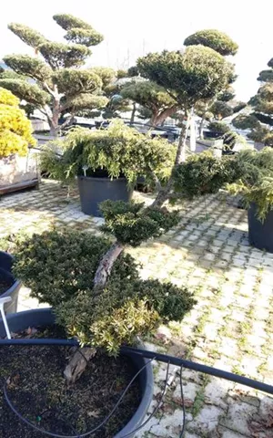 Taxus cuspidata 'Nana'