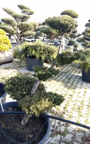 Taxus cuspidata 'Nana'