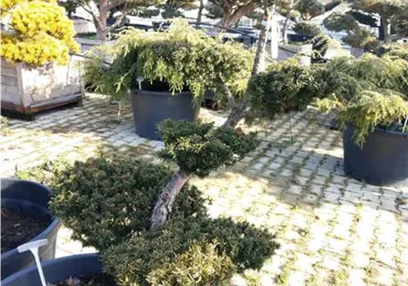 Taxus cuspidata 'Nana' - Japan.Zwergeibe