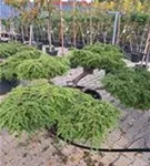 Hänge-Hemlocktanne - Tsuga canadensis 'Pendula'