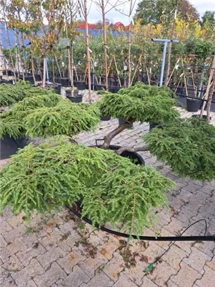 Hänge-Hemlocktanne - Tsuga canadensis 'Pendula'