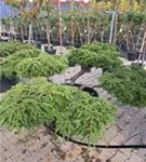 Hänge-Hemlocktanne - Tsuga canadensis 'Pendula'