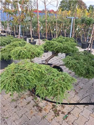 Hänge-Hemlocktanne - Tsuga canadensis 'Pendula'