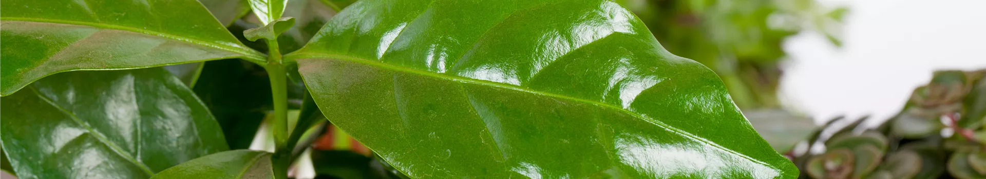 Eigener Kaffee aus dem Garten – das ist möglich