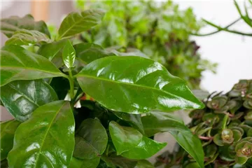Eigener Kaffee aus dem Garten – das ist möglich