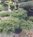 Hänge-Hemlocktanne - Tsuga canadensis 'Pendula'