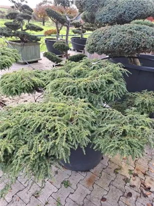 Hänge-Hemlocktanne - Tsuga canadensis 'Pendula'