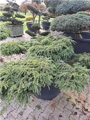 Hänge-Hemlocktanne - Tsuga canadensis 'Pendula'