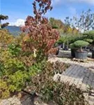 Japanische Kornelkirsche - Cornus officinalis Japanische Kornelkirsche - Cornus officinalis