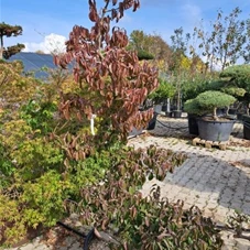 Cornus officinalis, C Bonsai NP22n8 175- 200 Cornus officinalis, C Bonsai NP22n8 175- 200