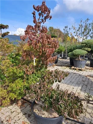 Japanische Kornelkirsche - Cornus officinalis