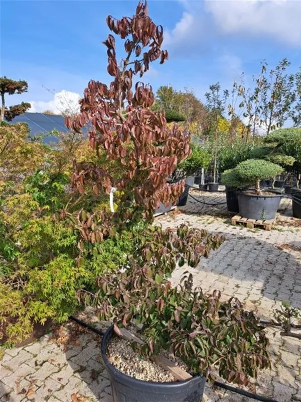 Japanische Kornelkirsche - Cornus officinalis