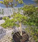 Sternmagnolie - Magnolia stellata - Bonsai