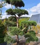 Schwarzkiefer - Pinus nigra ssp.nigra - Bonsai