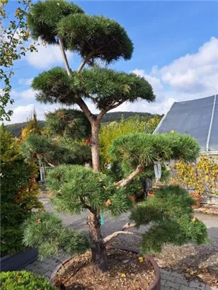 Schwarzkiefer - Pinus nigra ssp.nigra - Bonsai