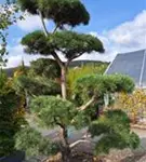 Schwarzkiefer - Pinus nigra ssp.nigra - Bonsai