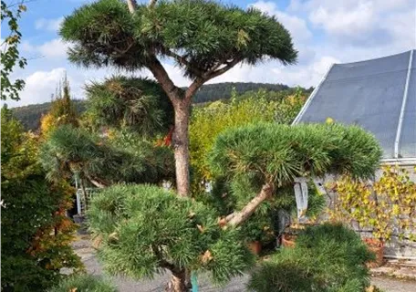 Pinus nigra ssp.nigra - Bonsai - Schwarzkiefer