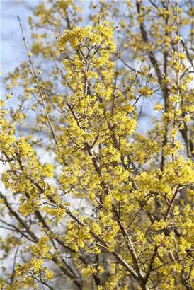 Japanische Kornelkirsche - Cornus officinalis