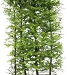 Japan.Lärche - Larix kaempferi