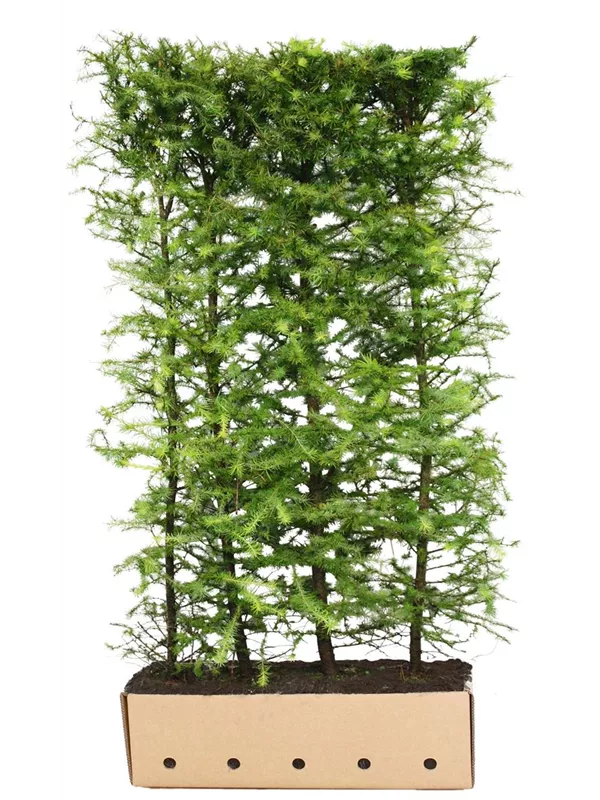 Japan.Lärche - Larix kaempferi