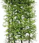Japan.Lärche - Larix kaempferi