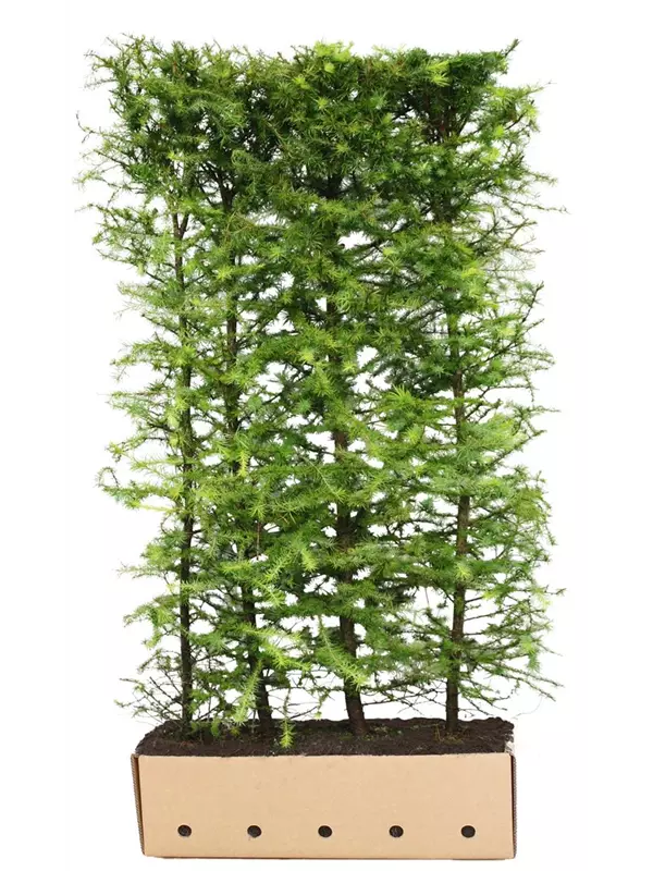 Japan.Lärche - Larix kaempferi