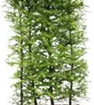Japan.Lärche - Larix kaempferi