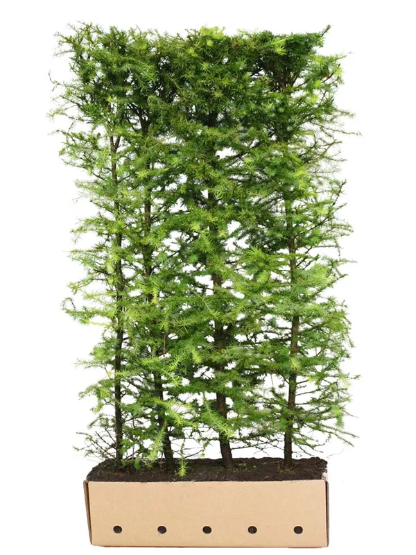 Japan.Lärche - Larix kaempferi