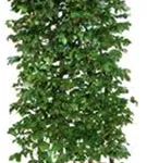 Eisenbaum 'Vanessa' - Parrotia persica 'Vanessa' - Heckenelemente