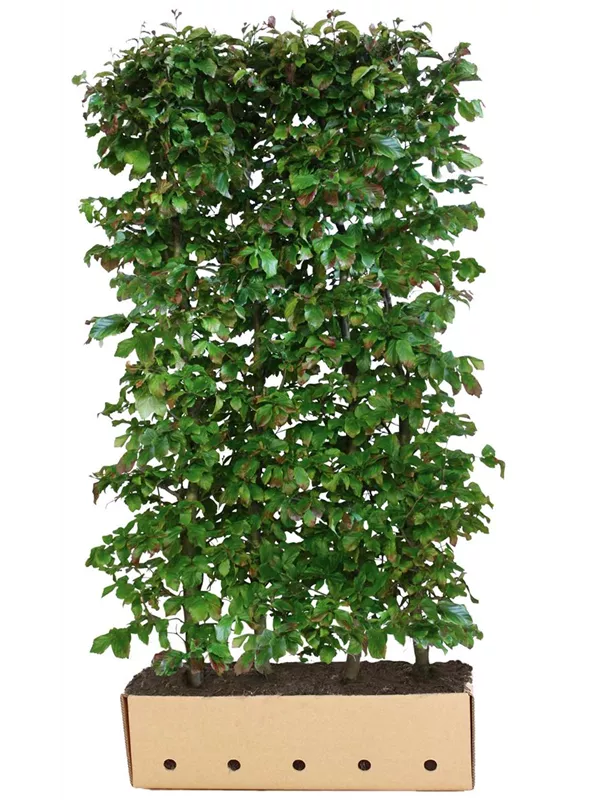 Eisenbaum 'Vanessa' - Parrotia persica 'Vanessa' - Heckenelemente