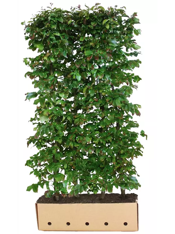 Eisenbaum 'Vanessa' - Parrotia persica 'Vanessa' - Heckenelemente