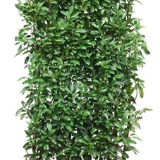 Prunus lauroc.'Genolia' -R-, Heckenelement 180- 200