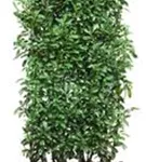 Lorbeerkirsche 'Genolia' -R- - Prunus lauroc.'Genolia' -R-