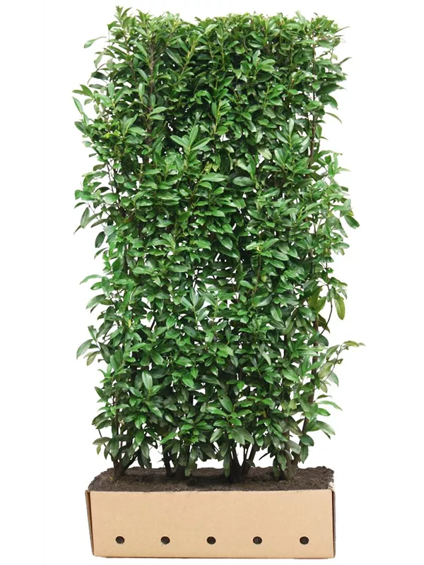 Lorbeerkirsche 'Genolia' -R- - Prunus lauroc.'Genolia' -R-