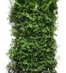 Lebensbaum 'Brabant' - Thuja occidentalis 'Brabant' - Heckenelemente