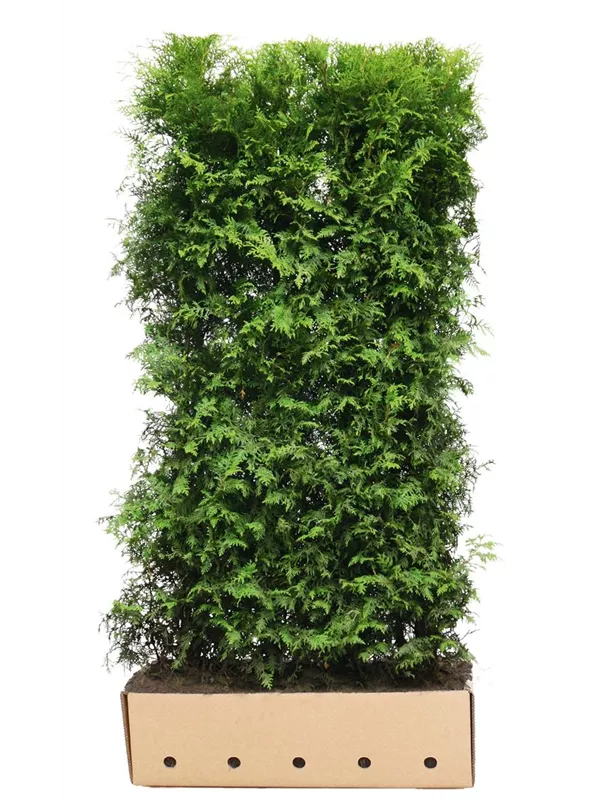Lebensbaum 'Brabant' - Thuja occidentalis 'Brabant' - Heckenelemente