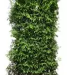Lebensbaum 'Brabant' - Thuja occidentalis 'Brabant' - Heckenelemente