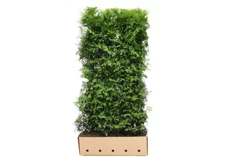 Thuja occidentalis 'Brabant' - Heckenelemente - Lebensbaum 'Brabant'