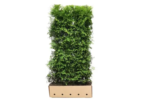 Thuja occidentalis 'Brabant' - Heckenelemente - Lebensbaum 'Brabant'