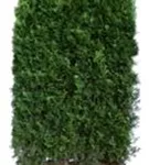 Lebensbaum 'Smaragd' - Thuja occidentalis 'Smaragd' - Heckenelemente
