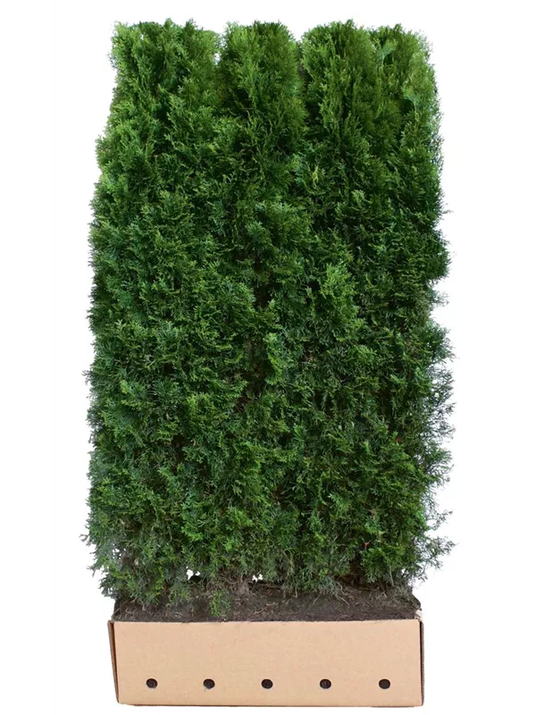 Lebensbaum 'Smaragd' - Thuja occidentalis 'Smaragd' - Heckenelemente