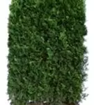 Lebensbaum 'Smaragd' - Thuja occidentalis 'Smaragd' - Heckenelemente