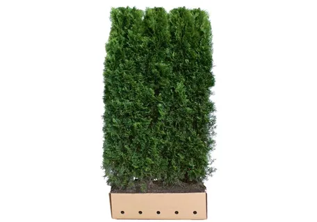 Thuja occidentalis 'Smaragd' - Heckenelemente - Lebensbaum 'Smaragd'
