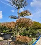 Hainbuche,Weißbuche - Carpinus betulus - Bonsai