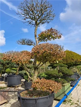 Hainbuche,Weißbuche - Carpinus betulus - Bonsai