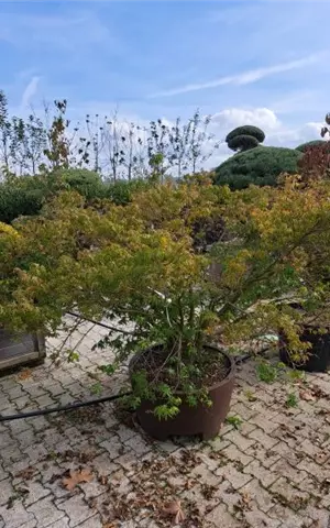 Acer palmatum - Unikum